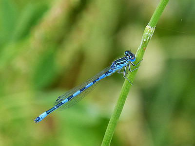 libélula, libélula azul, insecto volador, belleza