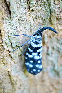 Canthigaster cigale, en médaillon, coloré, insecte, lutte antiparasitaire, papillon, étrange