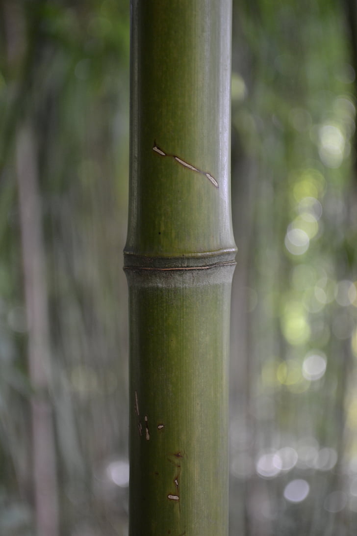 bambusest, Forrest, Aasia, Zen, Välibassein, kevadel, keskkond
