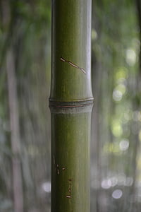 bambus, Forrest, Ázia, Zen, Vonkajší, jar, životné prostredie