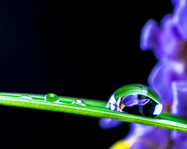 drop of water, drip, blade of grass, blossom, bloom, macro, nature