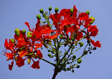 delonix regia, Fabaceae, Royal poinciana, plamen drvo, gulmohar, krishnachura, krusnachuda