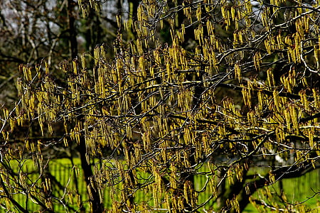 pasture, blossom, bloom, willow catkins, pussy willow, spring, grazing greenhouse