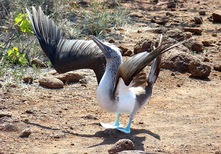 fågel, blå footed-, booby, parning ritual, Galapagos, Ecuador