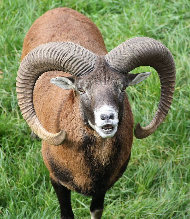 mouflon, Bock, horn, horn, dyr, bleat