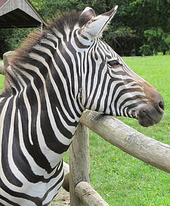 Zebra, à la recherche, tête, debout, nature, faune, mammifère
