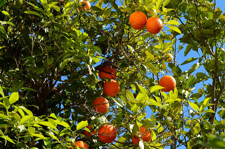 narančasta, drvo naranče, voće, agrumi, grm, sočan, voće