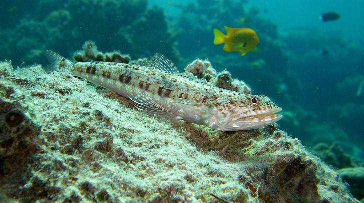 잡 색된 lizardfish, 암초, 산호, 마린, 열 대, 이국적인, 바닷물