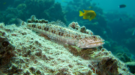 šarolik lizardfish, greben, koraljni, marinac, tropska, egzotične, slana voda