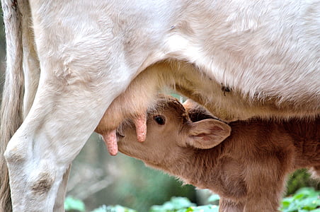 becerro, vaca, mamá, mamá e hijo, animales, amamantar a, lactancia