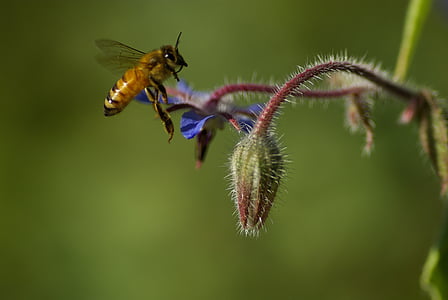 natuur, Bee, bloem, de peulen, Tuin
