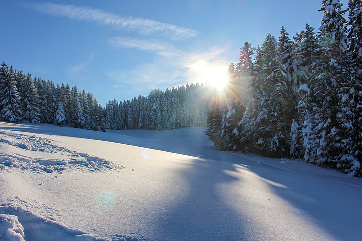 sneeuw, zon, boom, winter, natuur, bos, landschap