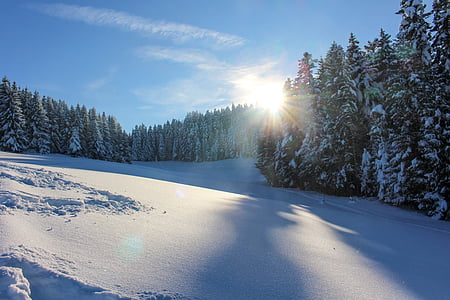 hó, nap, fa, téli, természet, erdő, táj
