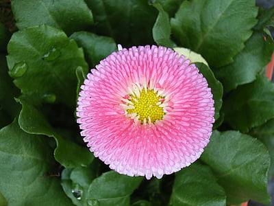 Bellis, roze, Daisy, bloem, plant, kwetsbaarheid, bloem-hoofd