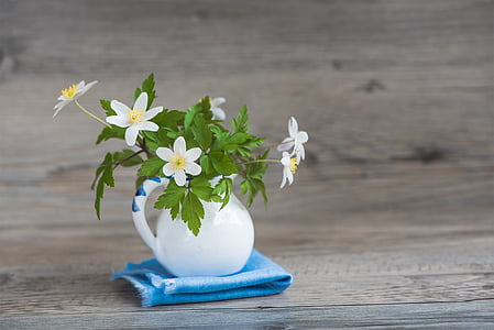 arbust-windröschen, Ranunculaceae, Buixol, flors de primavera, primer bloomer, flors, blanc