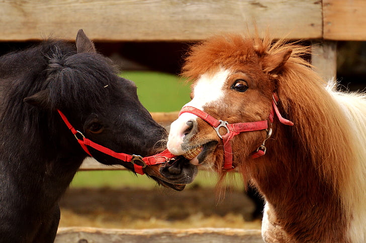 pony 's, paarden, spelen, dieren, schattig, wildlife fotografie, vreugde van het leven