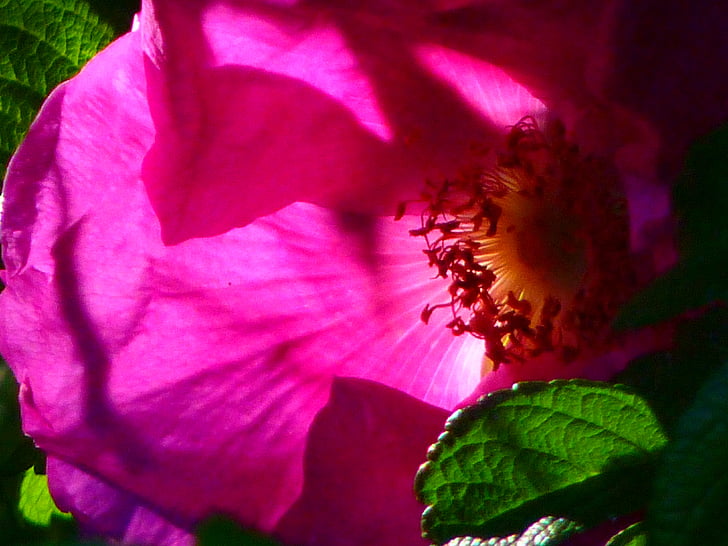 wild rose, pink, blossom, bloom, plant