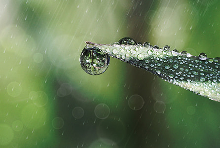 raindrop, drop of water, blade of grass, rain, drip, mirroring, macro