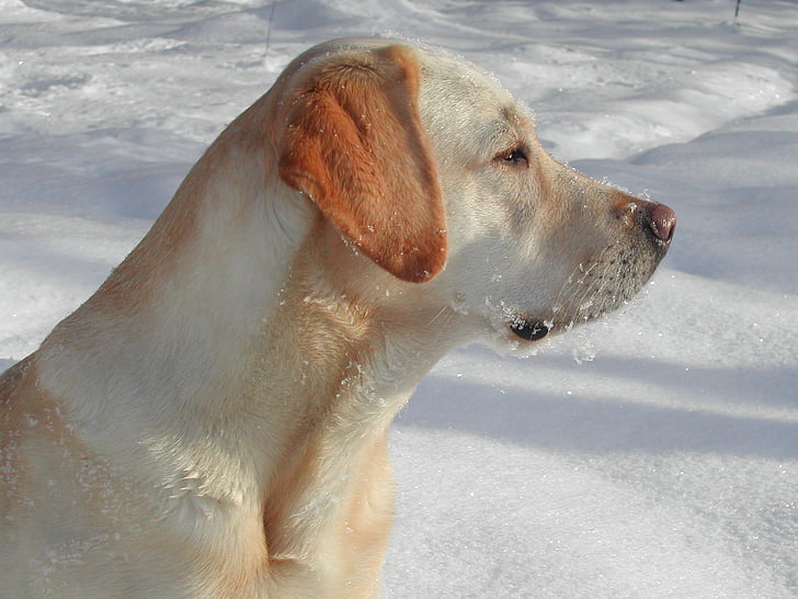 Yellow labrador retriever, pies, śnieg, psi, sportowe, Szukam, siedząc