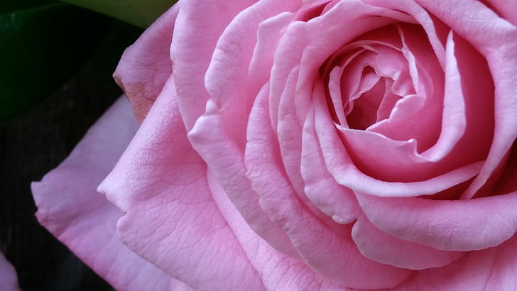 rosa, rosa rosa, flor, floración, intrincado, delicada, hermosa