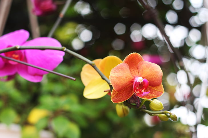 orkidéer, färg, blomma, naturen, Orchid, Anläggningen, kronblad