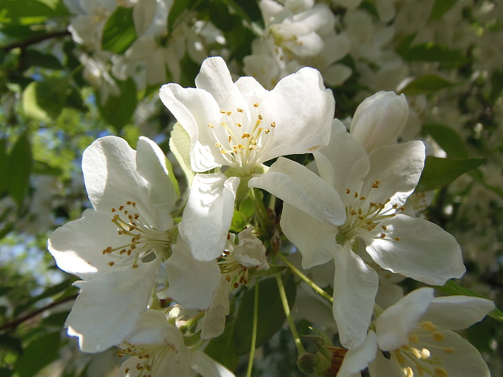 wiosna, Wyspa Małgorzaty, kwiaty, biały, Natura, biały kwiat, kwiat