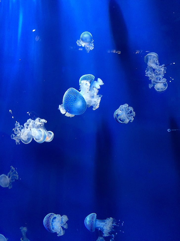 méduse, Aquarium, aquarium de Gênes, anémones, bleu, sous l’eau, arrière-plans
