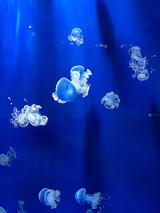 Medúza, akvárium, Janovské akvárium, sasanky, modrá, pod vodou, pozadí