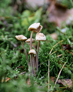 cogumelo, floresta, colheita do cogumelo, fechar, cogumelo da floresta, comer, espécies de fungos