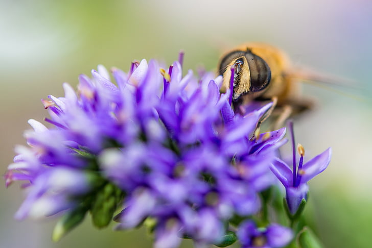 Bee, blomst, makro, lukke, gul, lilla, honning