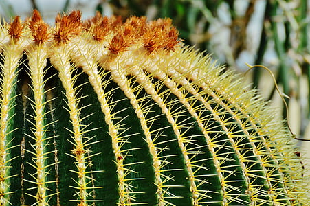Cactus, Anläggningen, naturen, sporre, pekade, närbild, suckulent växt