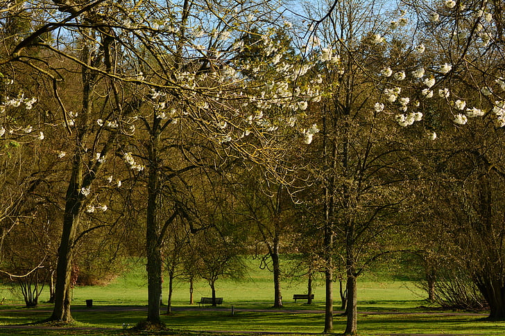 Parco, alberi, aprile, primavera, risveglio di primavera, fiori dell'albero, albero