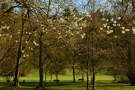 Parcul, copaci, aprilie, primavara, trezirea de primăvară, flori de pom, copac