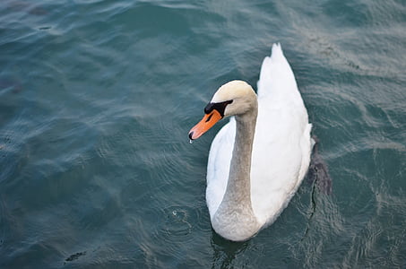 putih, Swan, tubuh, air, hewan, hewan, burung