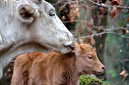 borjú, tehén, anya, anya és fia, állatok, ölelgetik
