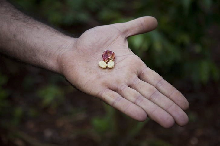 Szemes kávé, Coffee plantation, ültetvény, Kuba, emberi kéz, emberi test része, egy személy