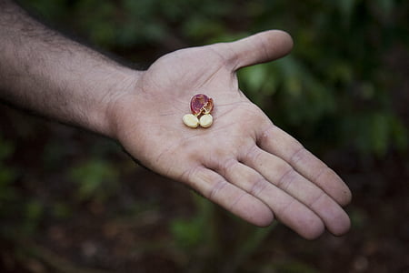 kaffebønner, kaffeplantasje, plantasje, Cuba, menneskelige hånden, menneskekroppen del, én person
