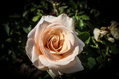 Rózsa, virág, Blossom, Bloom, kerti rózsák, Pink rose, Flóra