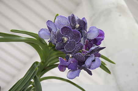 leaves, flower, orchids, nature, purple, plant, close-up