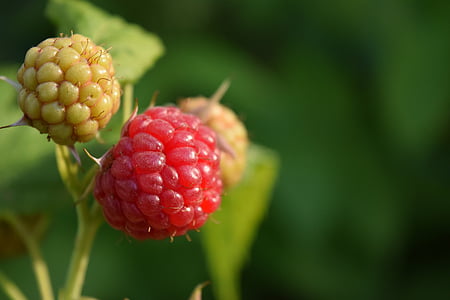 raspberries, close, red, fruit, berries, sweet, vitamins