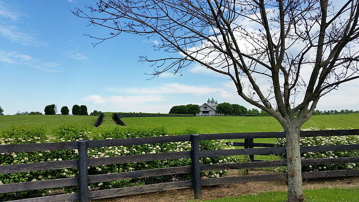 ferma de cai, Kentucky, Lexington, cal, ferma, iarba, verde