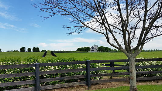 fazenda de cavalos, Kentucky, Lexington, cavalo, fazenda, grama, verde