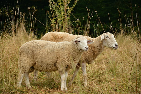 owiec, pastwiska, zwierzęta gospodarskie, Wełna, Rolnictwo, hodowla bydła, futro