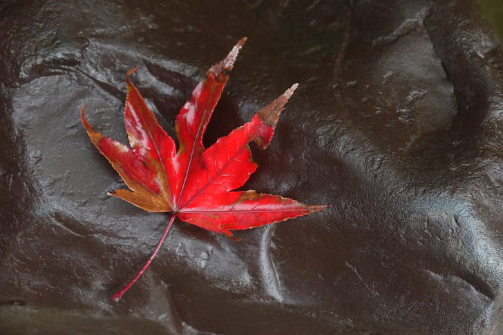 клен, Осень, лист, красный, Осенние листья, красный лист, листья