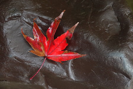 ahorn, falder, blad, rød, efterårsblade, røde blade, blade