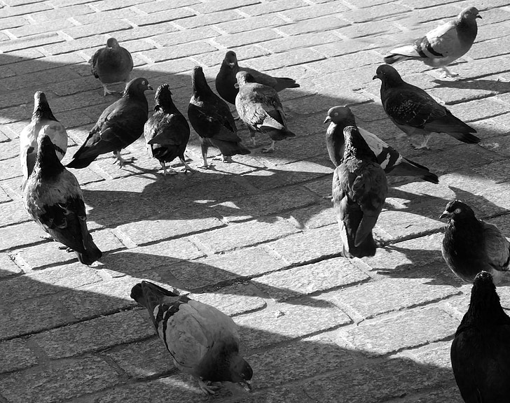 pigeons, manger, alimentation, noir et blanc, oiseaux