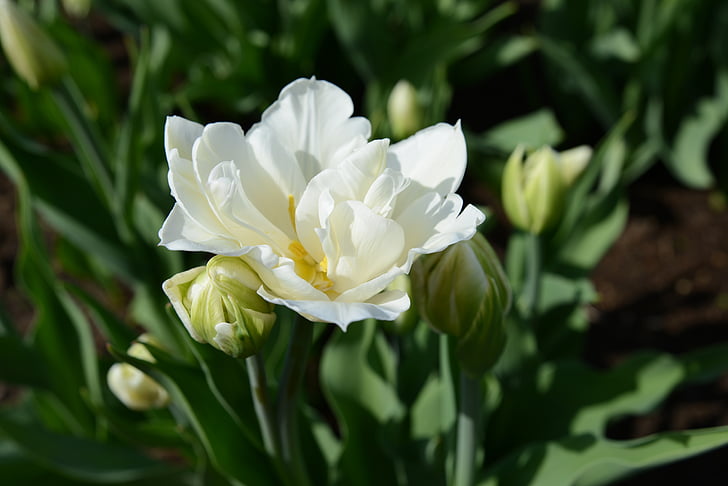 Тюльпан, цветок, Весна, Цветы, макрос, Природа, Белый тюльпан