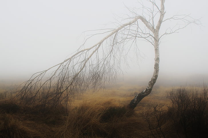 мъгла, Есен, природата, растителна, ливада, атмосфера, настроение