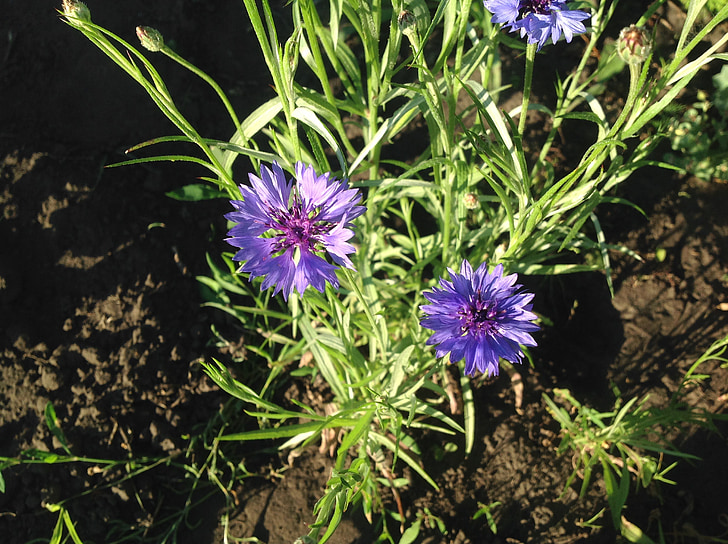 cornflowers, blå blomst, blomst, blå blomster, natur, anlegget, lilla