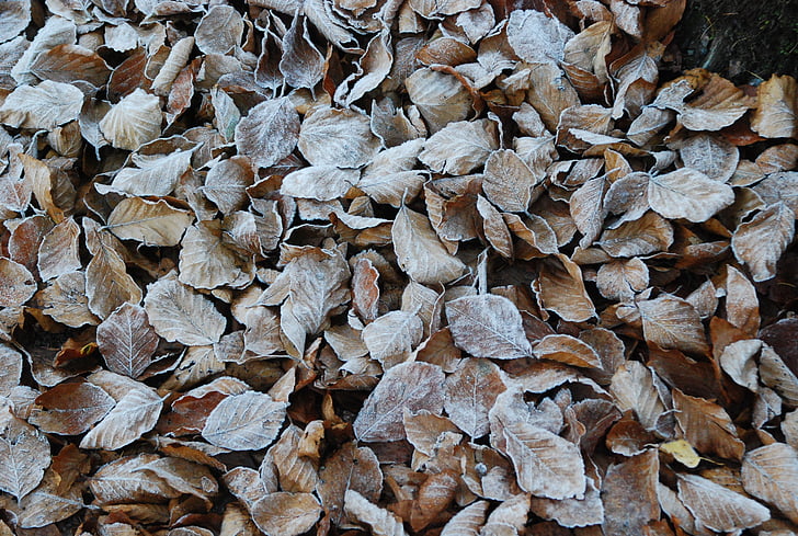 leaves, forest, winter, frost, icy, leaf, nature